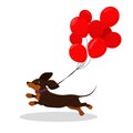 Vector illustration of a happy funny running dachshund with red balloons tied to it Royalty Free Stock Photo